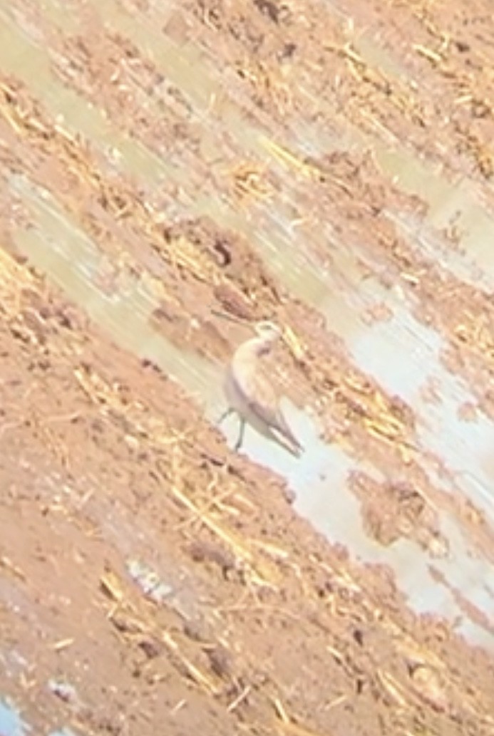 Long-billed Dowitcher - Jodhan Fine