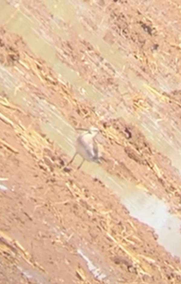 Long-billed Dowitcher - Jodhan Fine