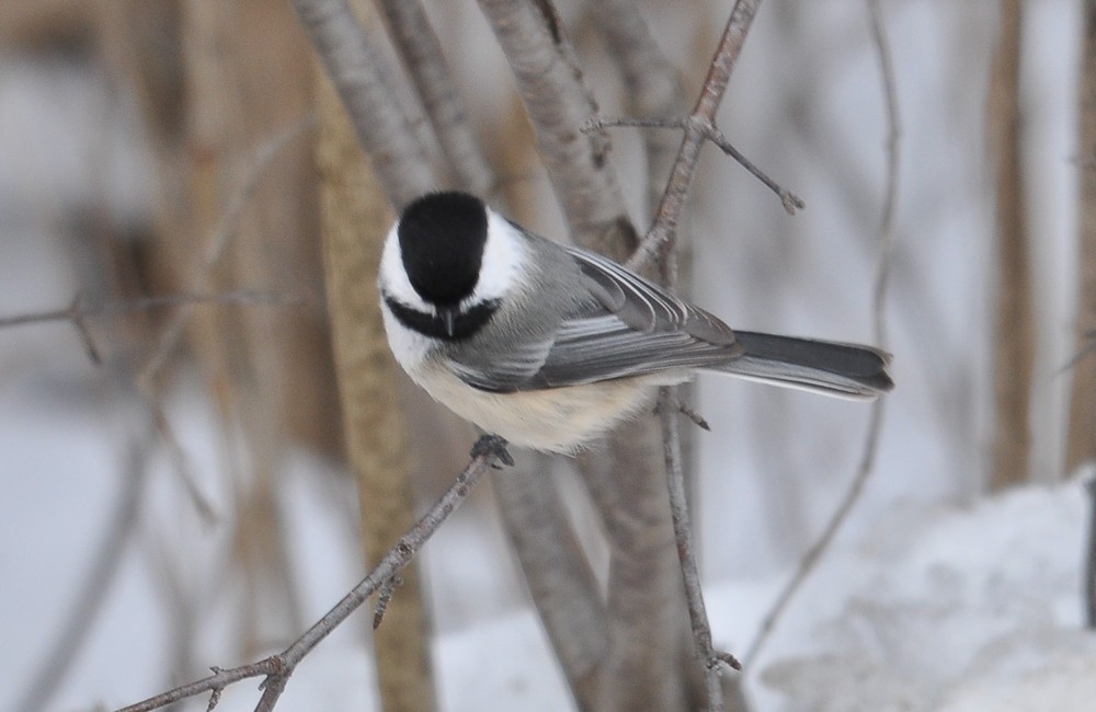 Black-capped Chickadee - ML221803341