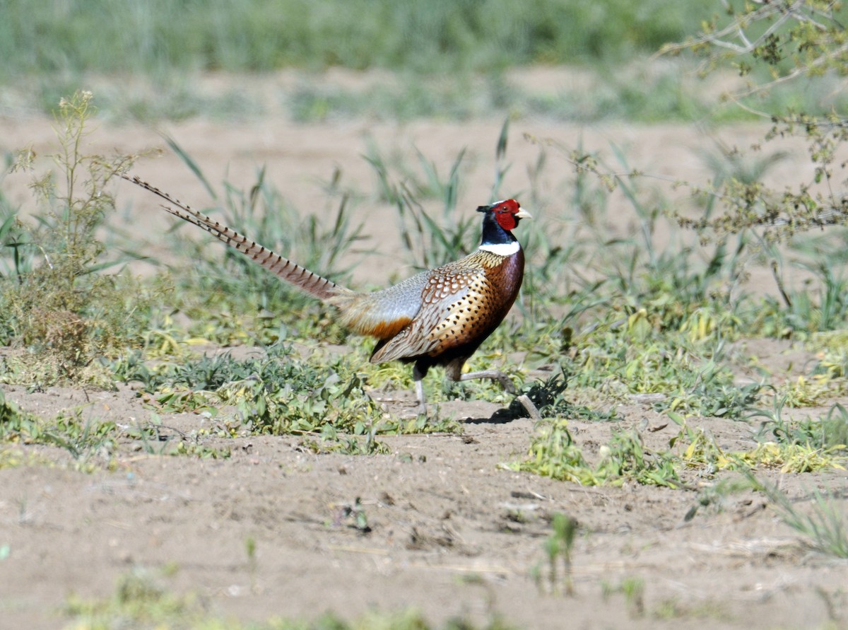 Ring-necked Pheasant - Bill Schmoker