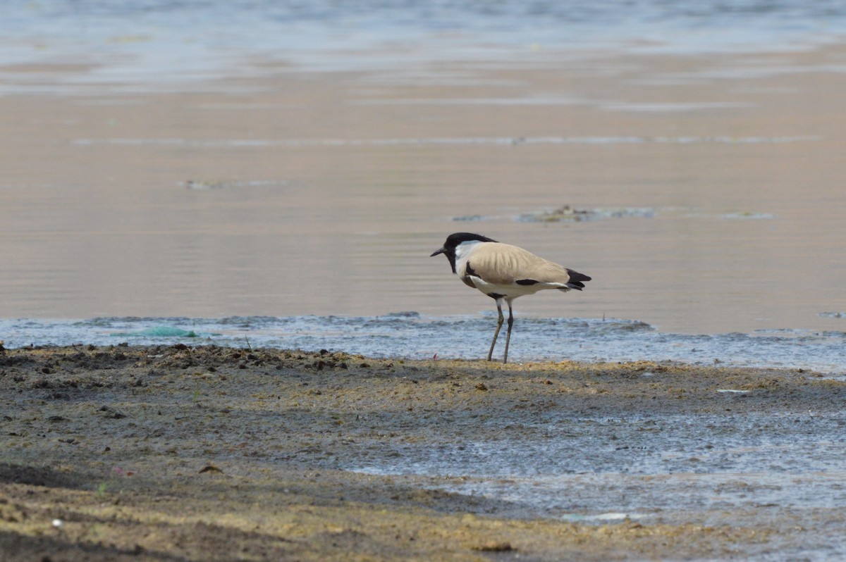 River Lapwing - Neenad Abhang