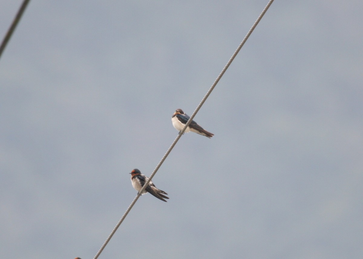 Barn Swallow - Jo-Szu [Ross] (若詩) Tsai (蔡)