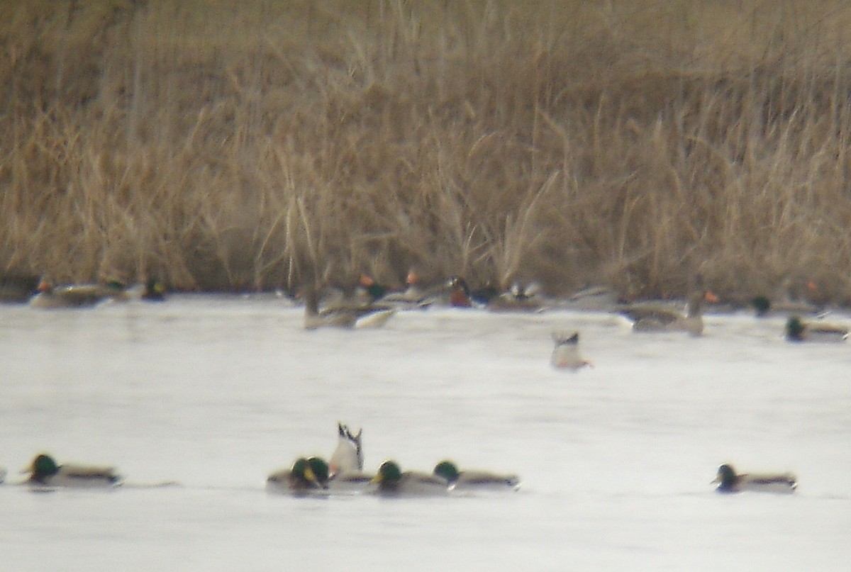 Red-breasted Goose - ML221804721