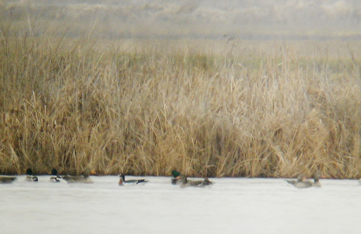 Red-breasted Goose - ML221804741