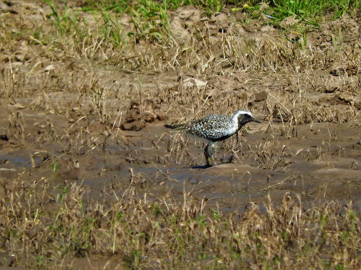 Black-bellied Plover - Brian Marra