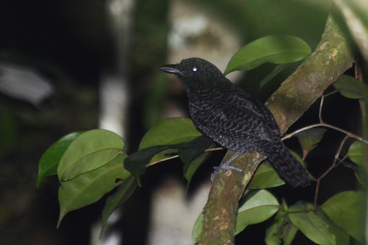 Undulated Antshrike - Bruno Rennó