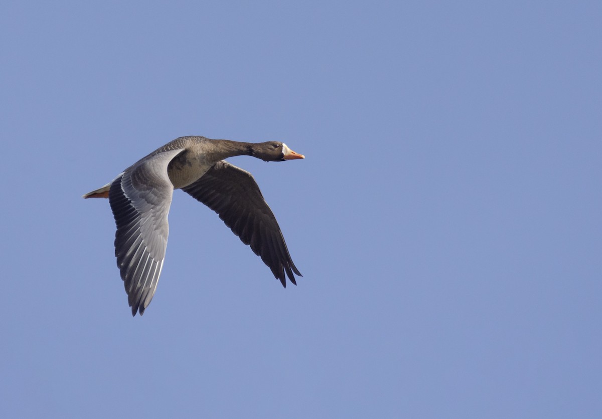 Greater White-fronted Goose - ML221806651