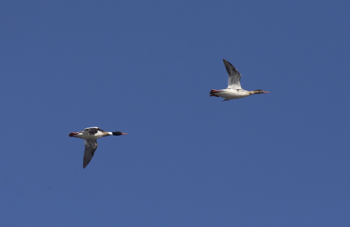 Red-breasted Merganser - ML221806691