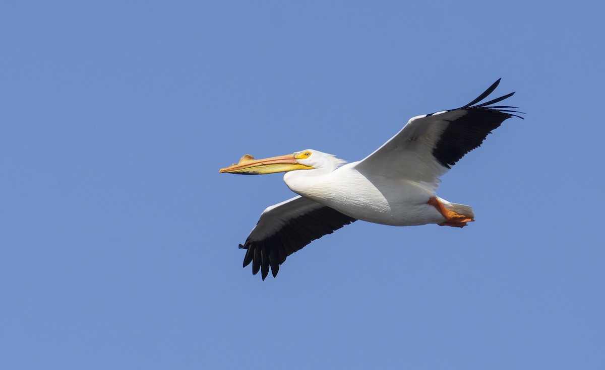 American White Pelican - Marky “Dark Arremon” Mutchler
