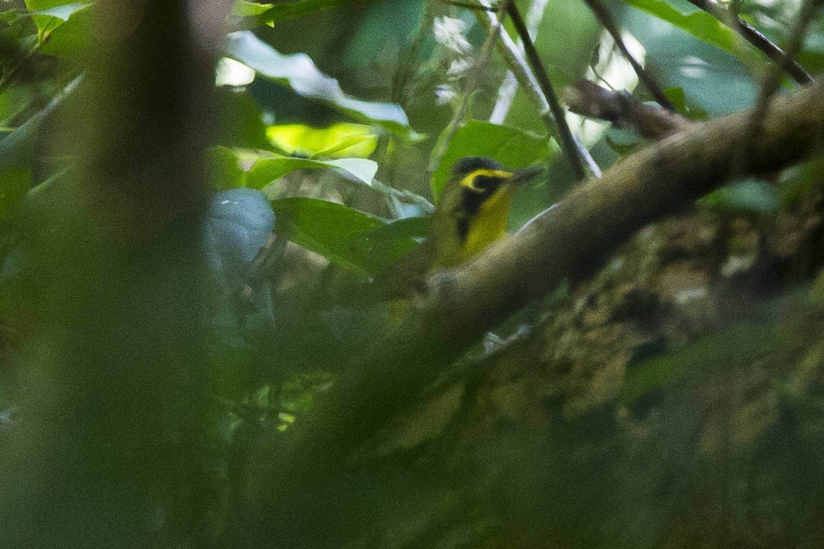 Kentucky Warbler - ML22180941