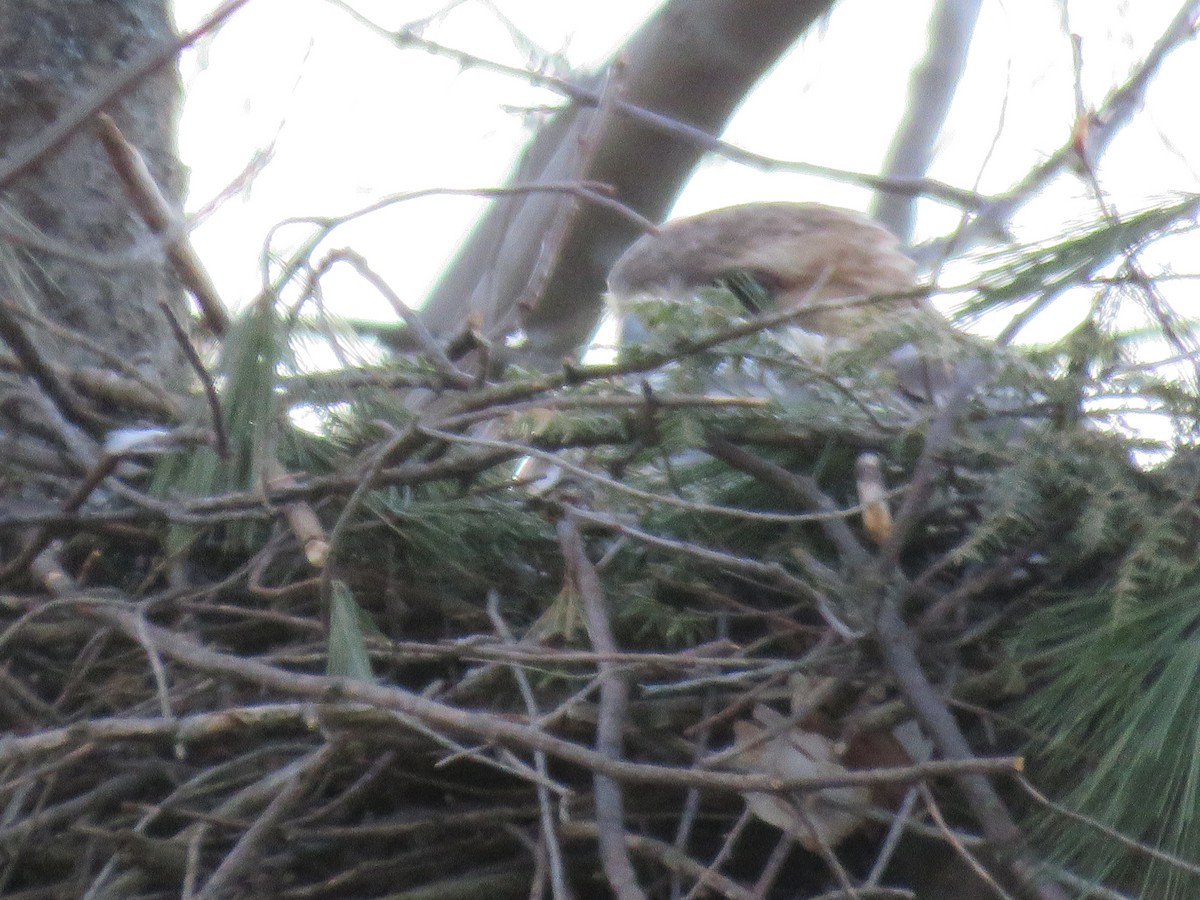 Red-tailed Hawk - ML221810251