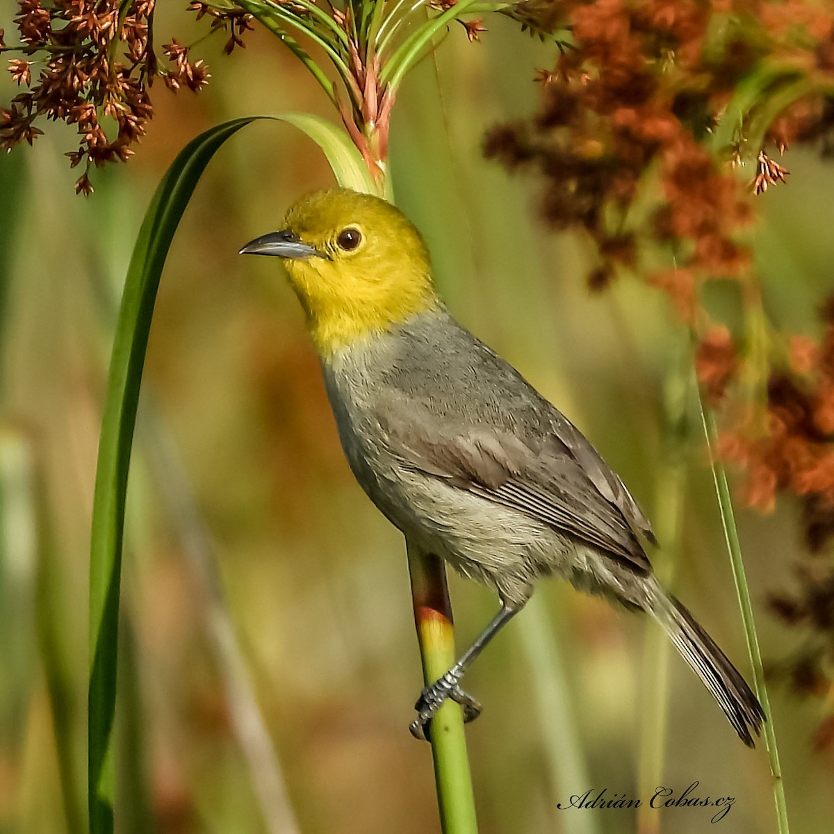 Yellow-headed Warbler - ML221812411