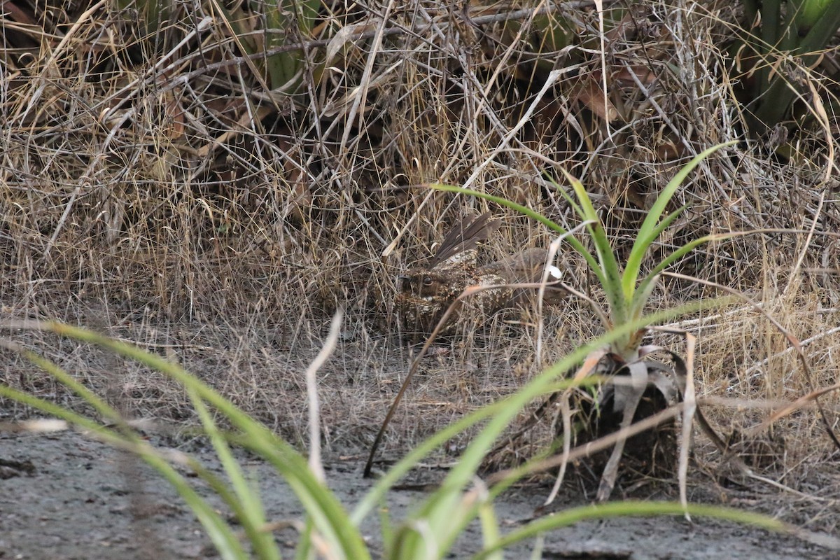 Blackish Nightjar - ML221812781