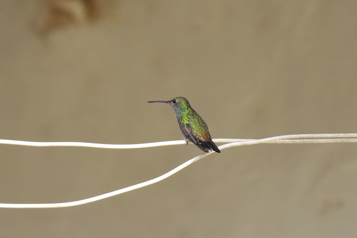 kolibřík zelenoocasý - ML221813691