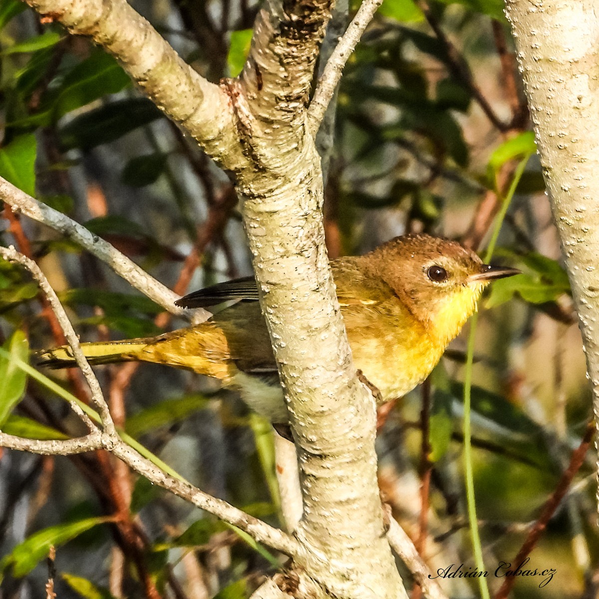 Common Yellowthroat - Adrian Cobas (Casaanabirding)