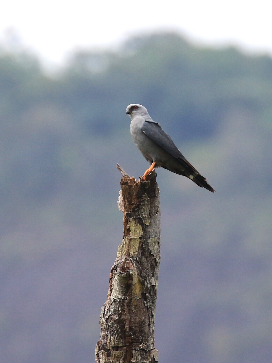 Plumbeous Kite - Denis Tétreault