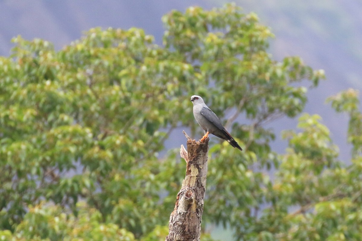 Plumbeous Kite - ML221814561