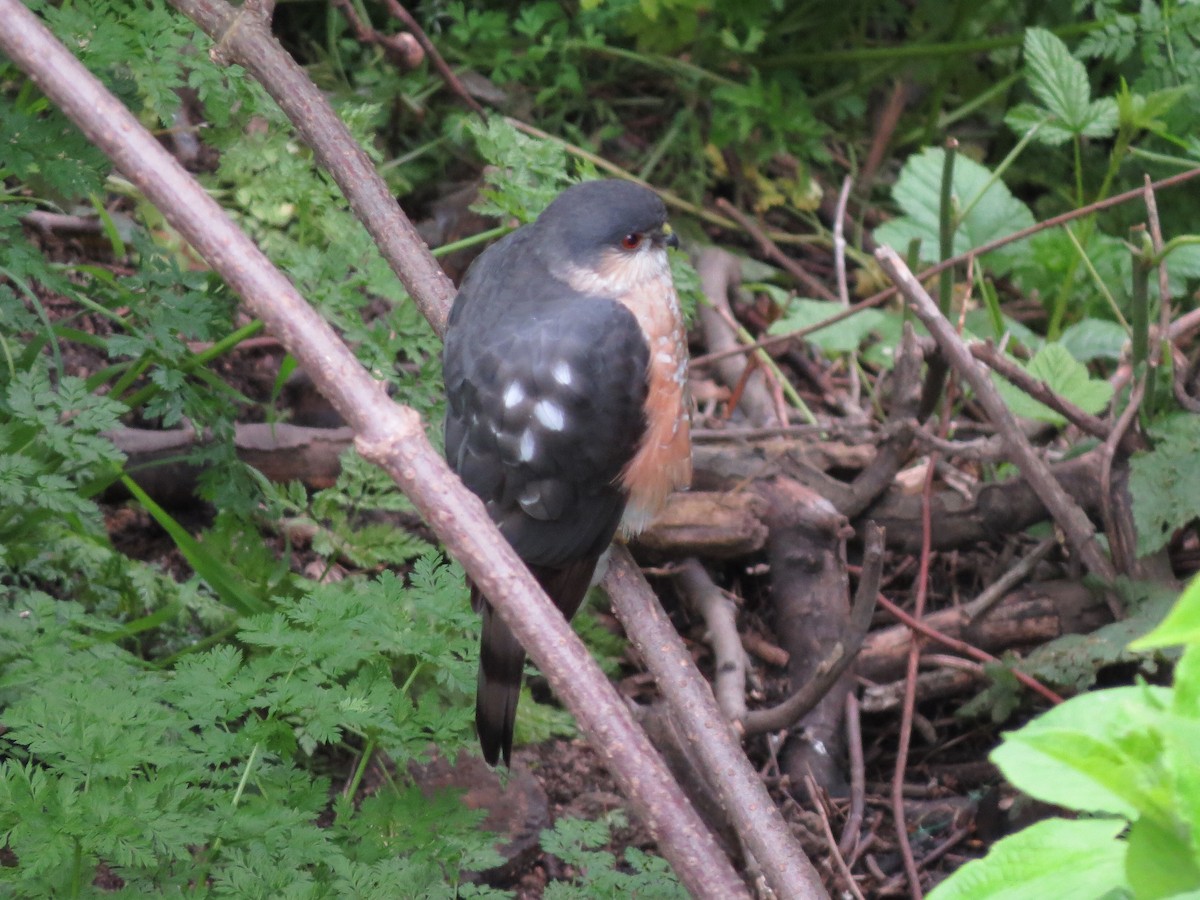 Sharp-shinned Hawk - ML221814781