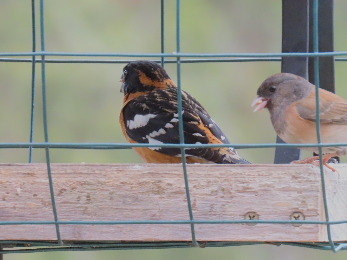 Black-headed Grosbeak - ML221814921