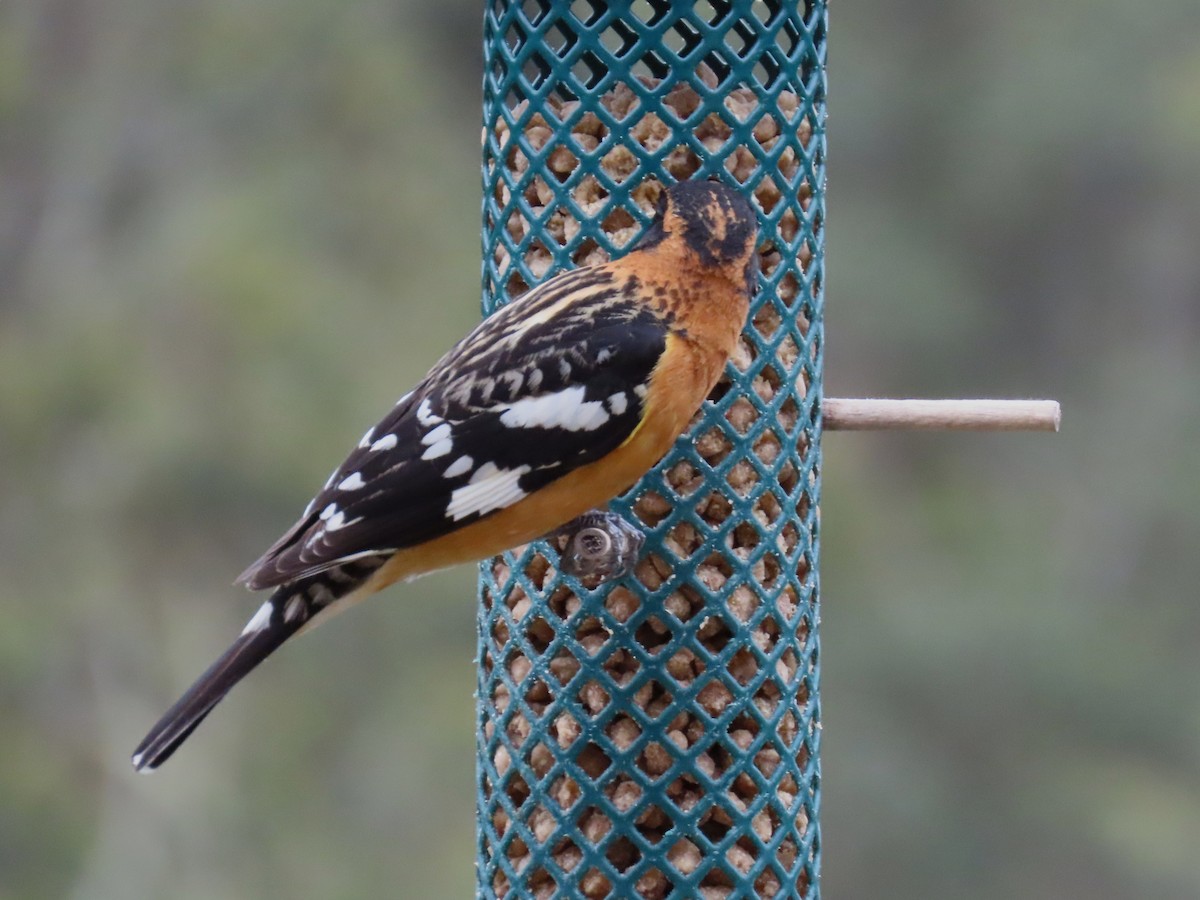 Black-headed Grosbeak - ML221814981