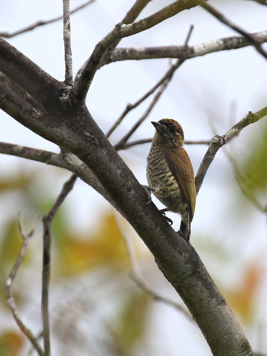 Orinoco Piculet - Denis Tétreault
