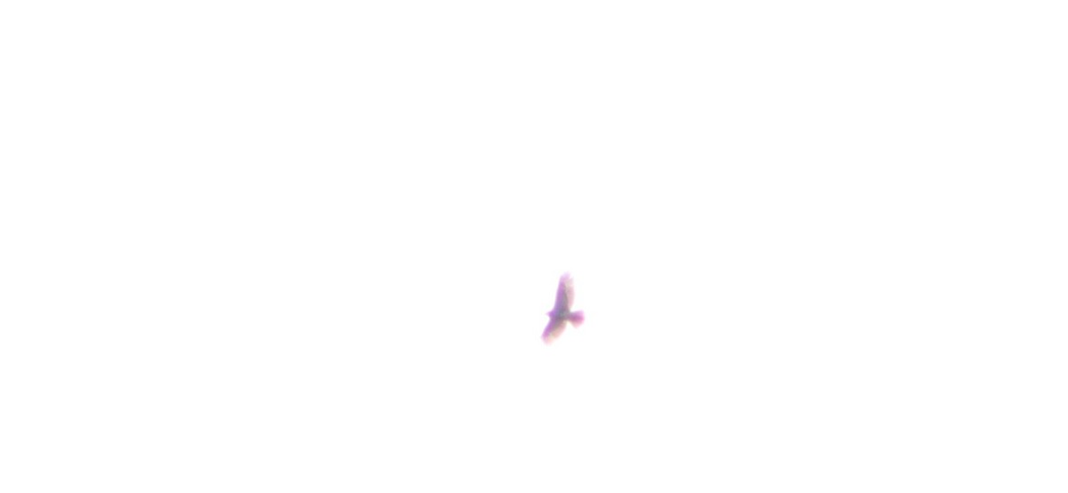 Red-tailed Hawk - ML221815391
