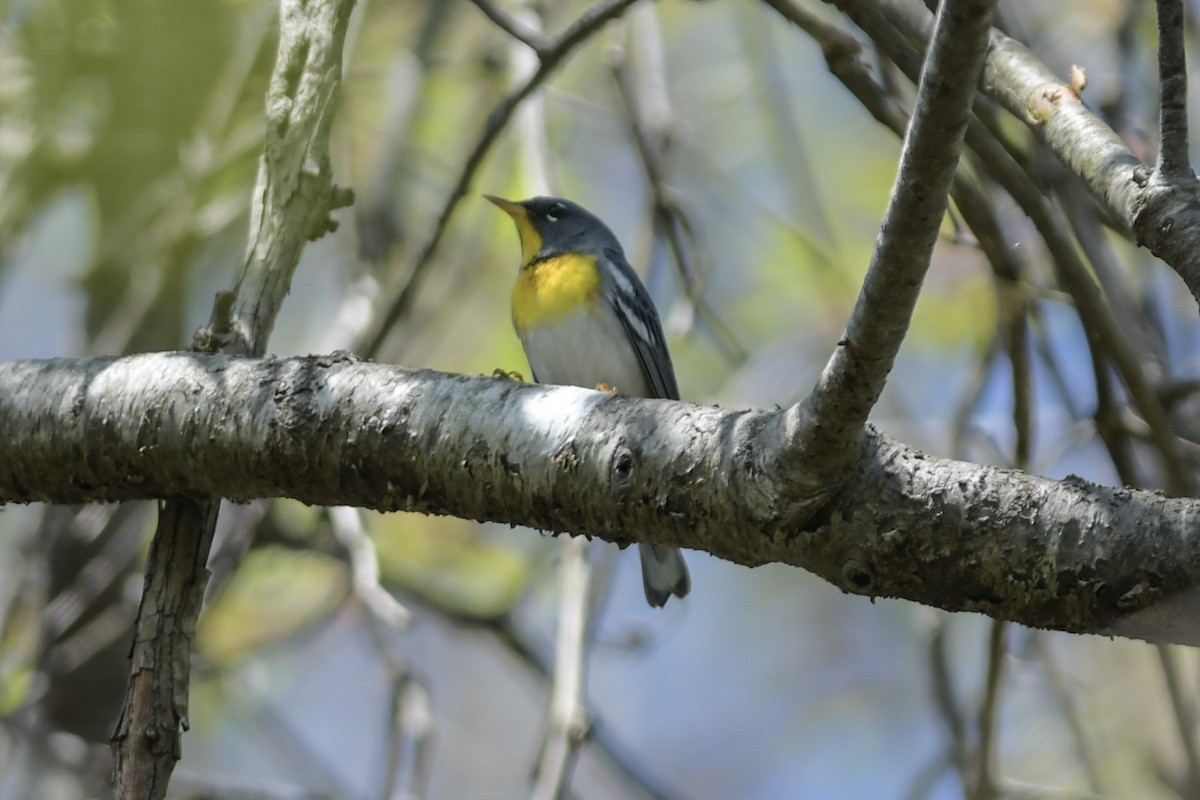 Northern Parula - Mike Charest
