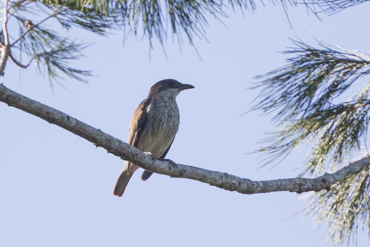 Polynesian Starling - ML221815841