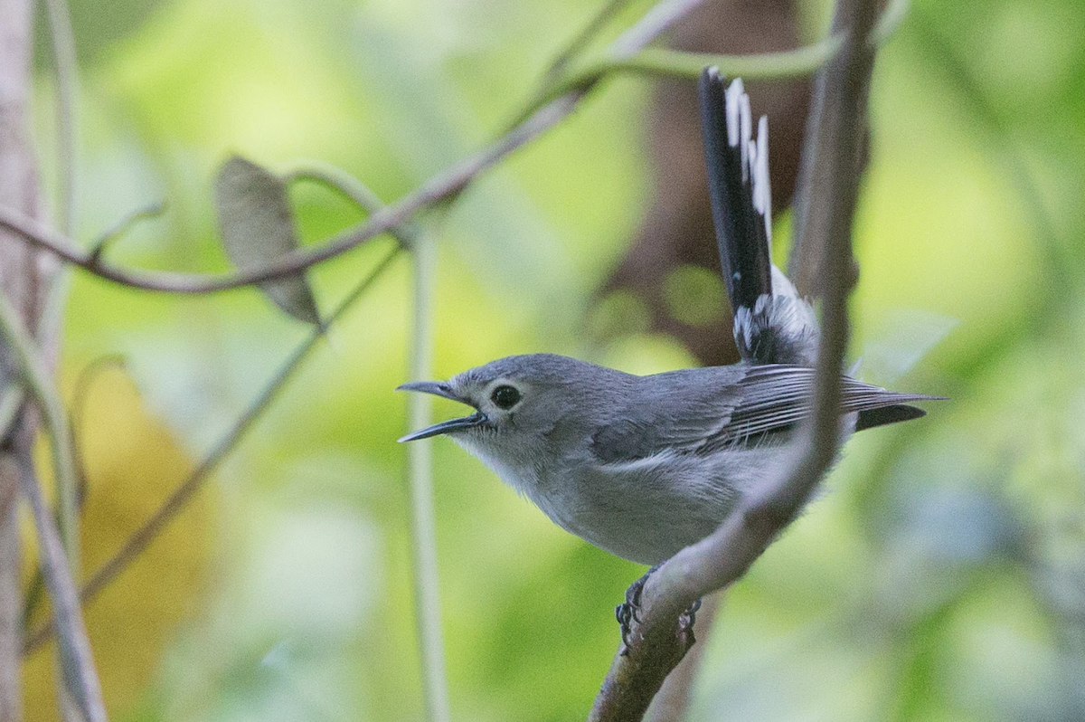 Slaty Monarch - ML221815961