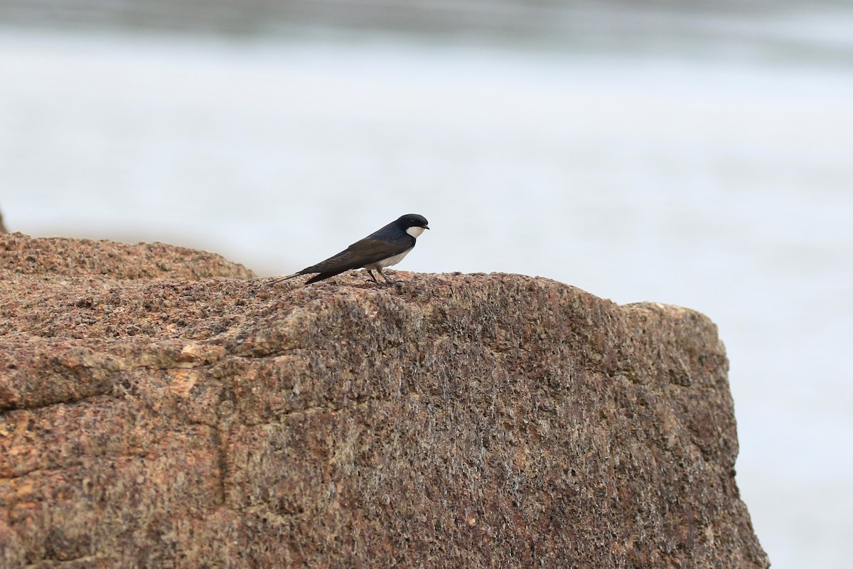 Black-collared Swallow - ML221816681