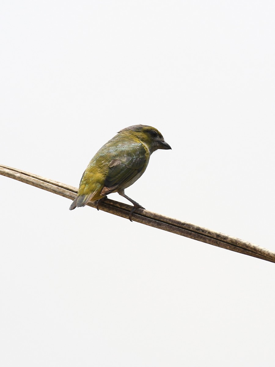 Golden-bellied Euphonia - ML221816781