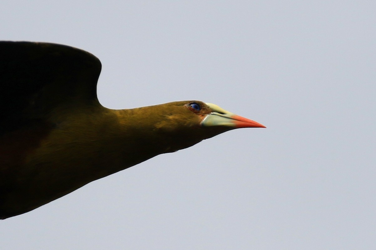 Green Oropendola - Denis Tétreault