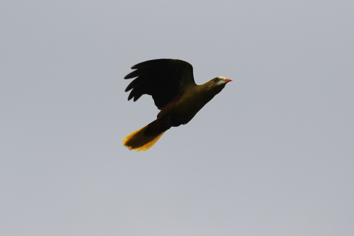 Green Oropendola - ML221816971