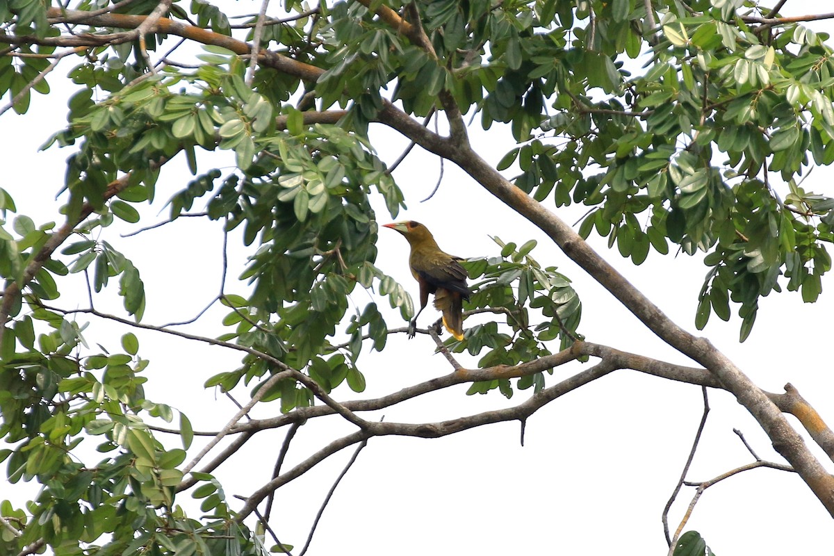 Green Oropendola - ML221817011