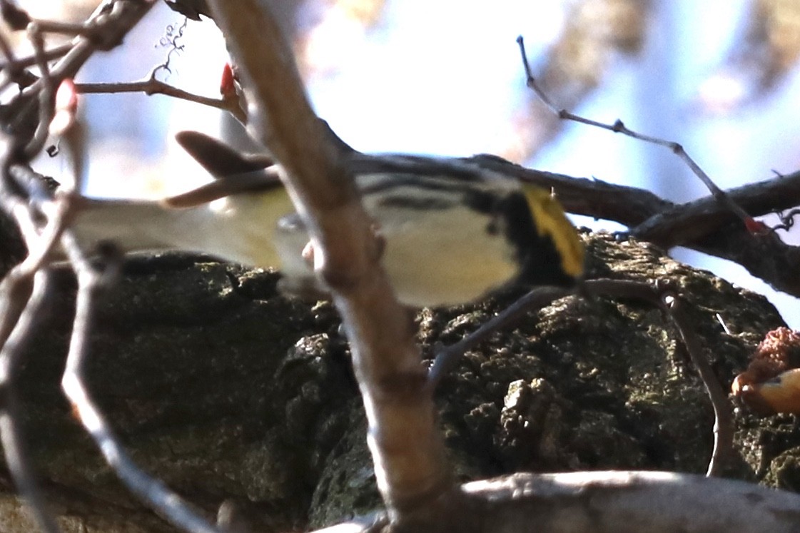 Black-throated Green Warbler - ML221817291