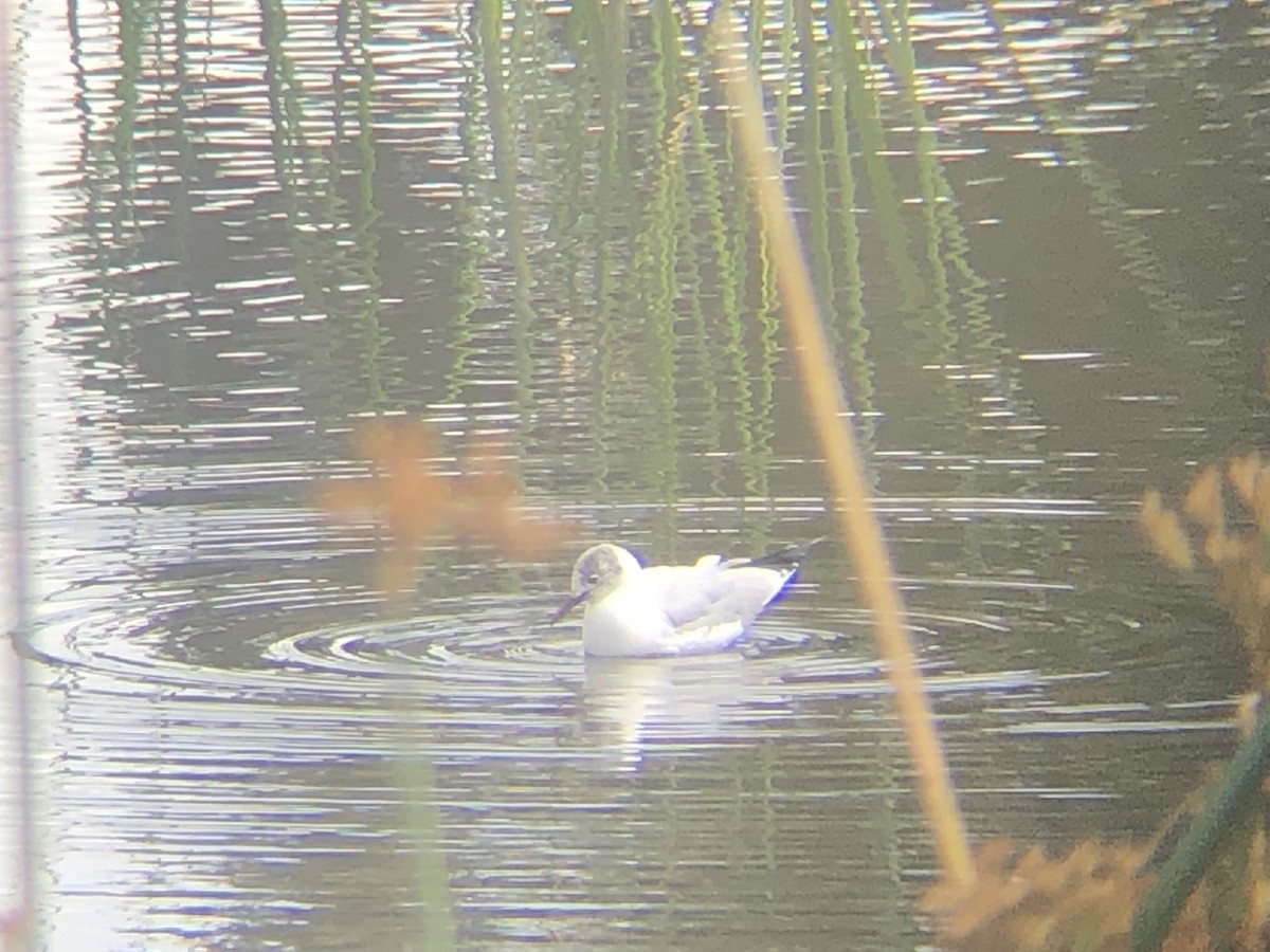 Black-headed Gull - Deven Kammerichs-Berke