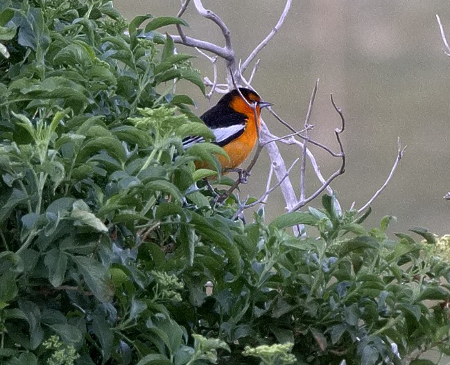 Bullock's Oriole - ML221819761