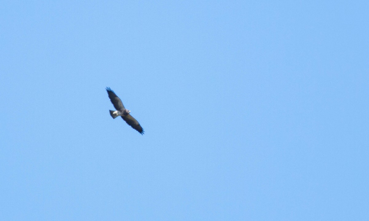 Swainson's Hawk - ML221820461