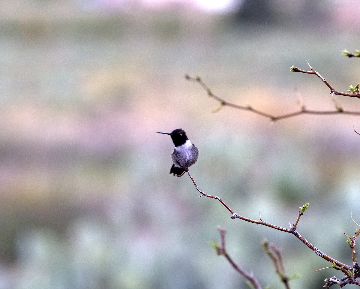 Black-chinned Hummingbird - ML221820591