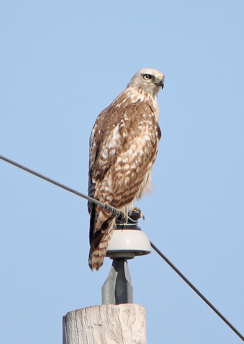 Red-tailed Hawk - ML221820681