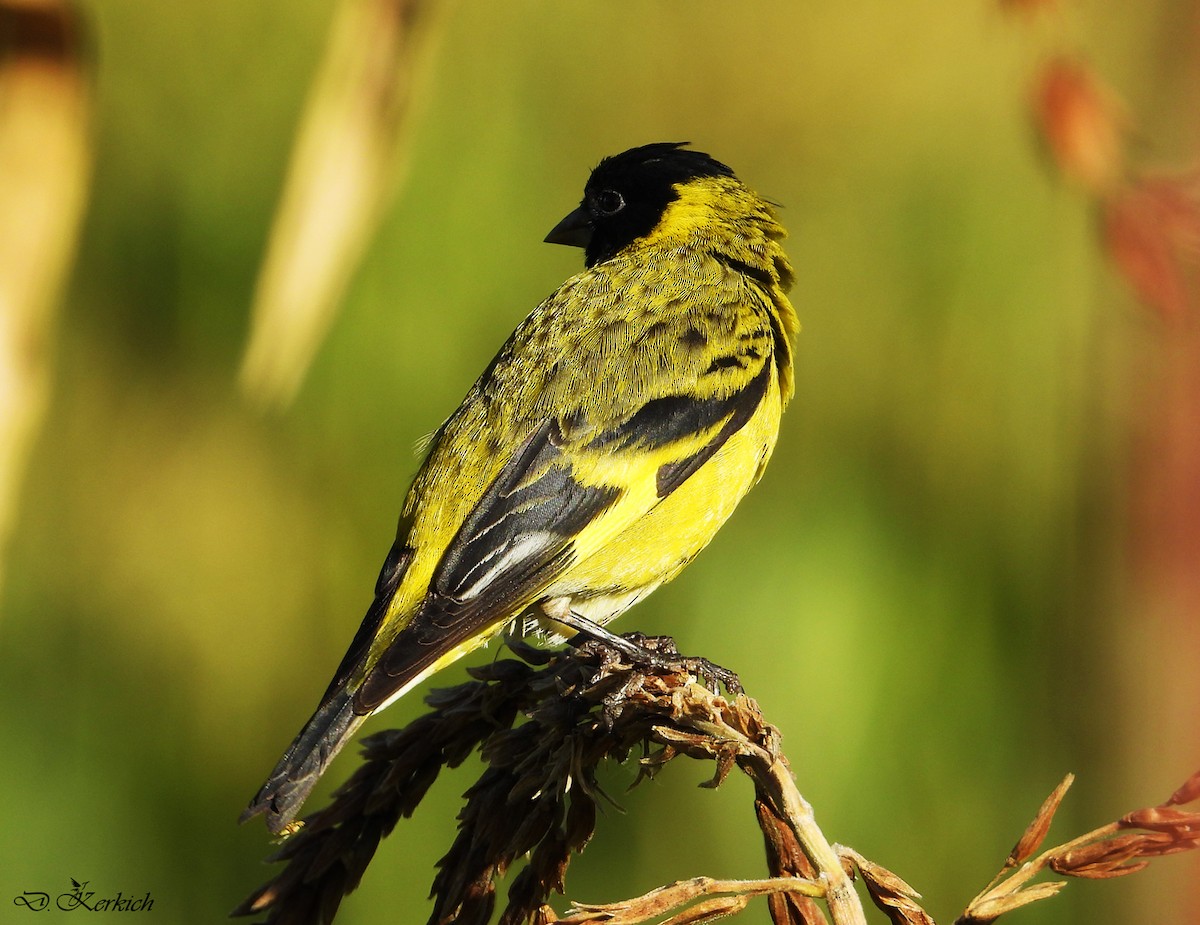 Hooded Siskin - ML221820751