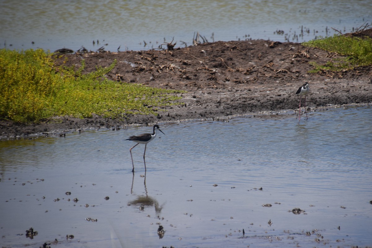 Black-necked Stilt - Patricia Smart