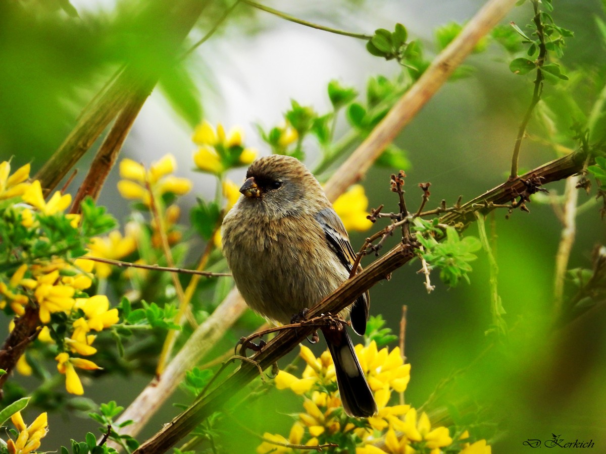 Band-tailed Seedeater - ML221822991