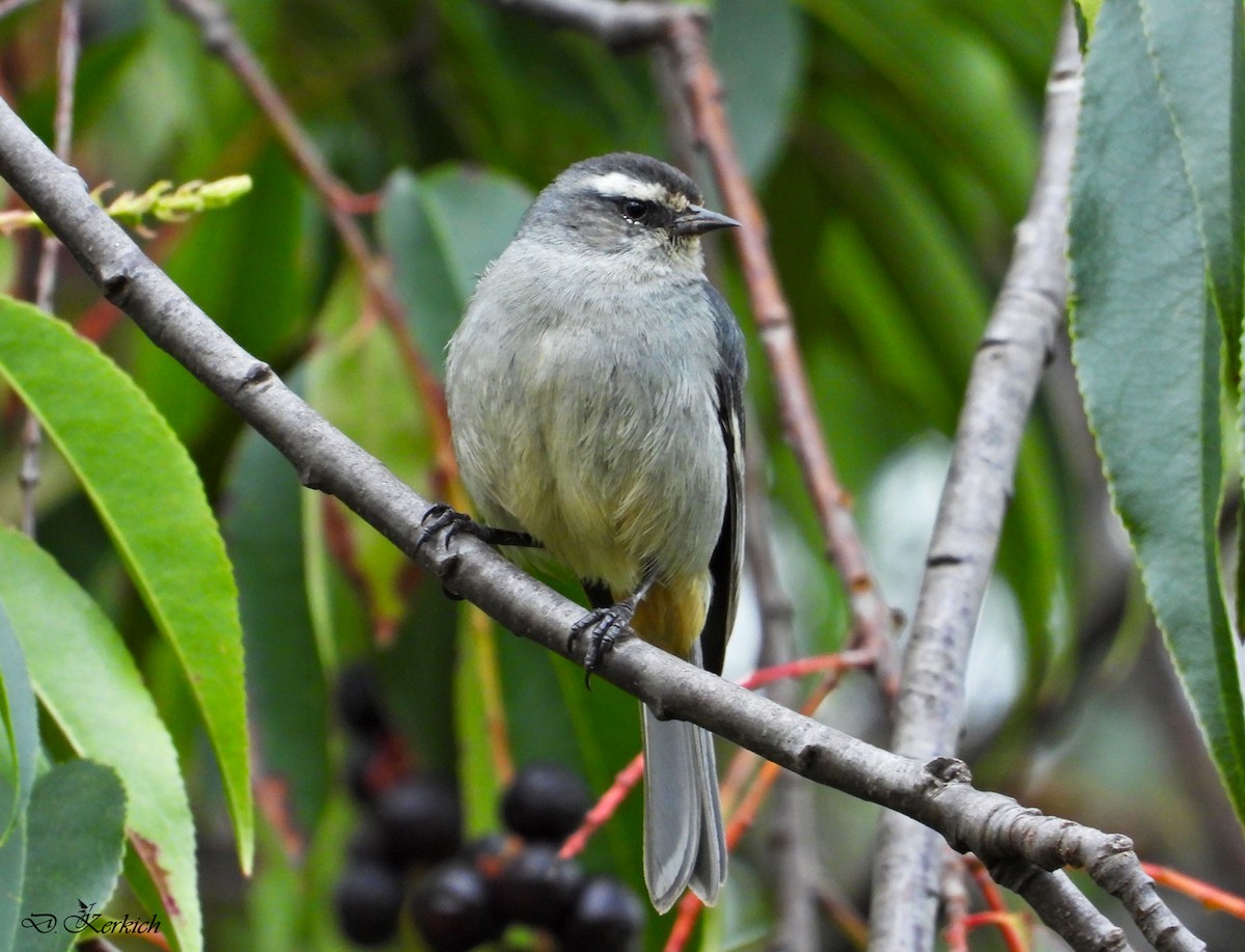 Cinereous Conebill - ML221824361