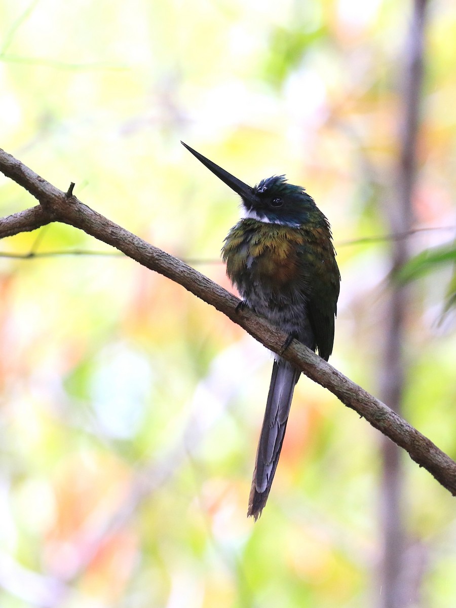 Bronzy Jacamar - ML221824661