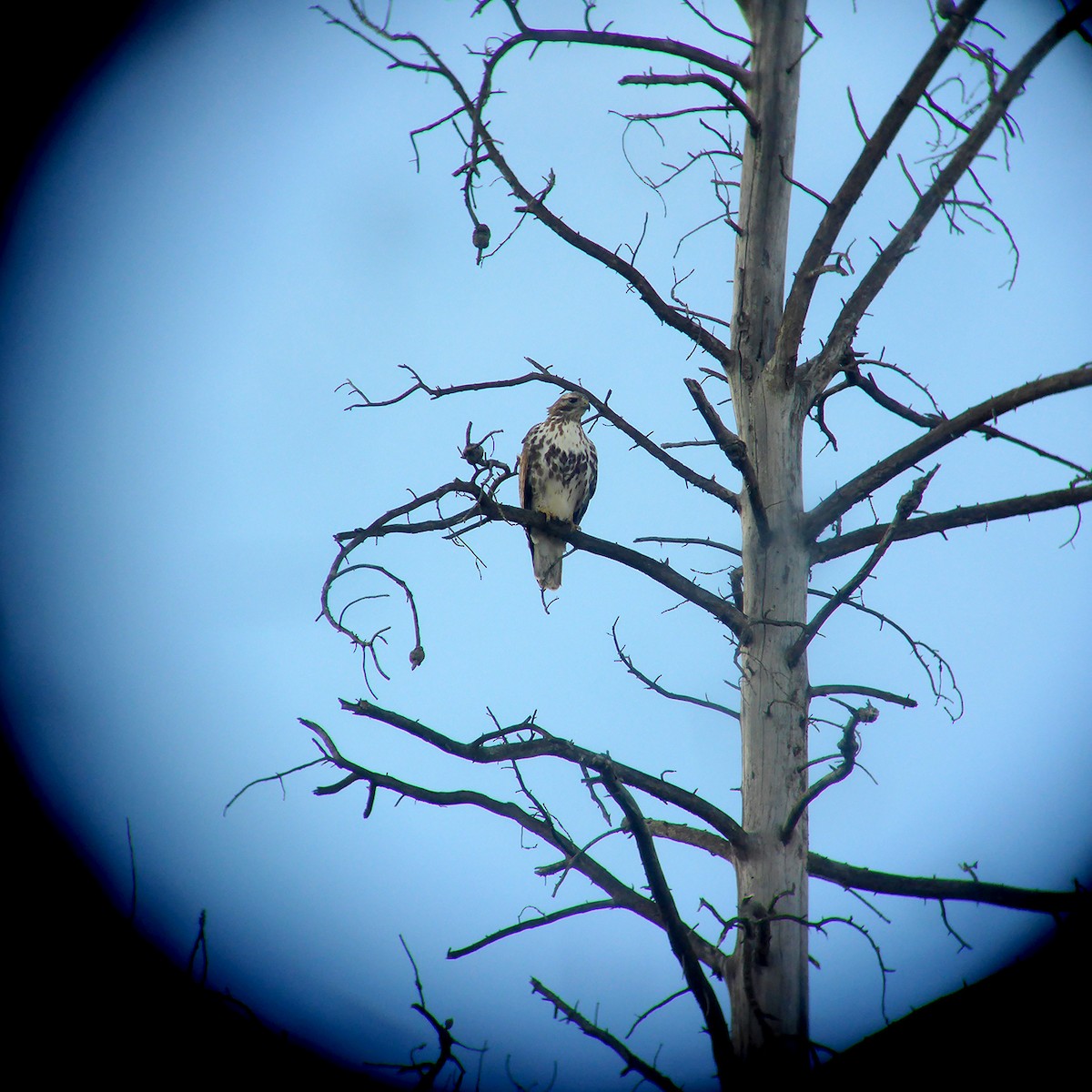 Red-tailed Hawk - Beth MacCallum