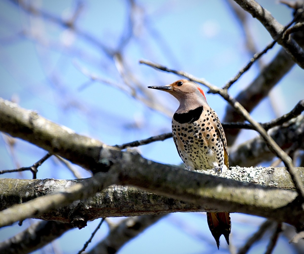 Northern Flicker - Sophie Lee