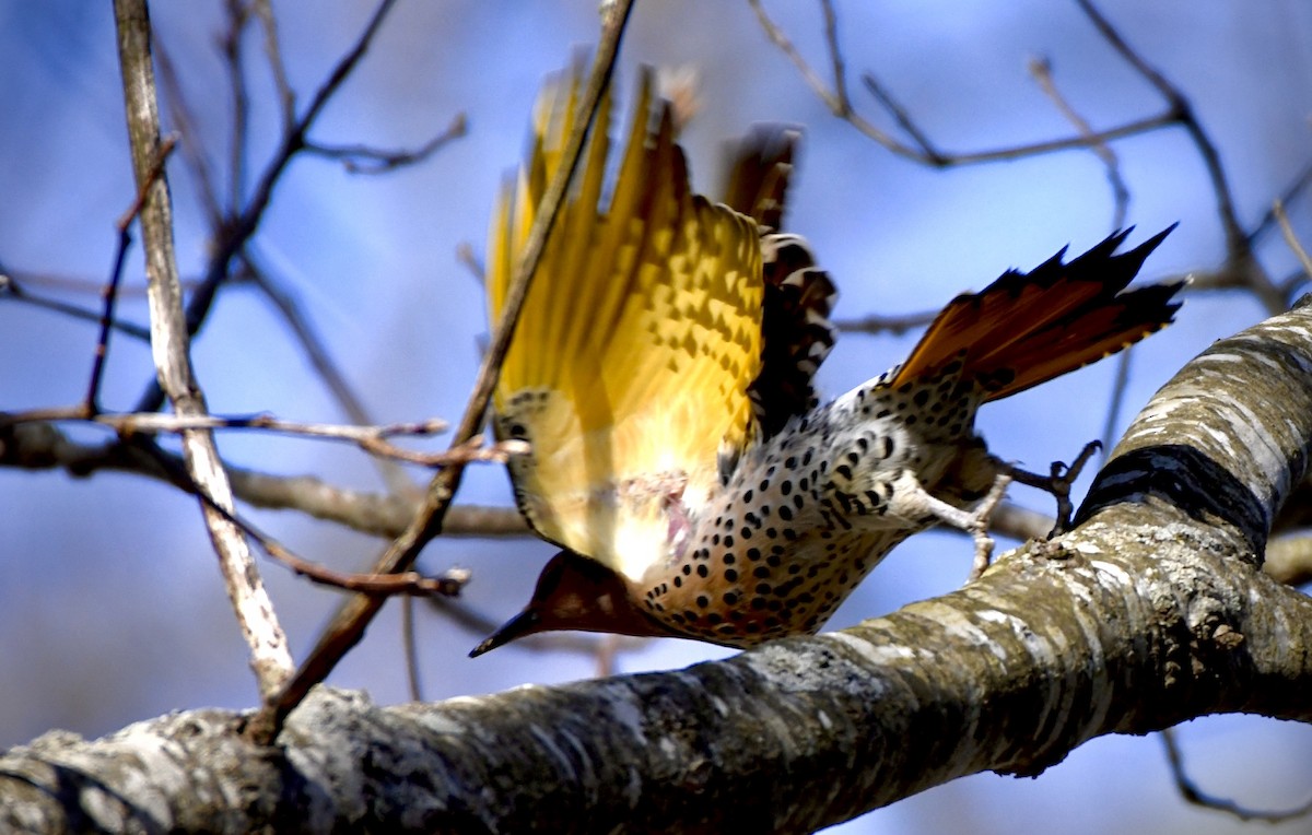 Northern Flicker - ML221827471