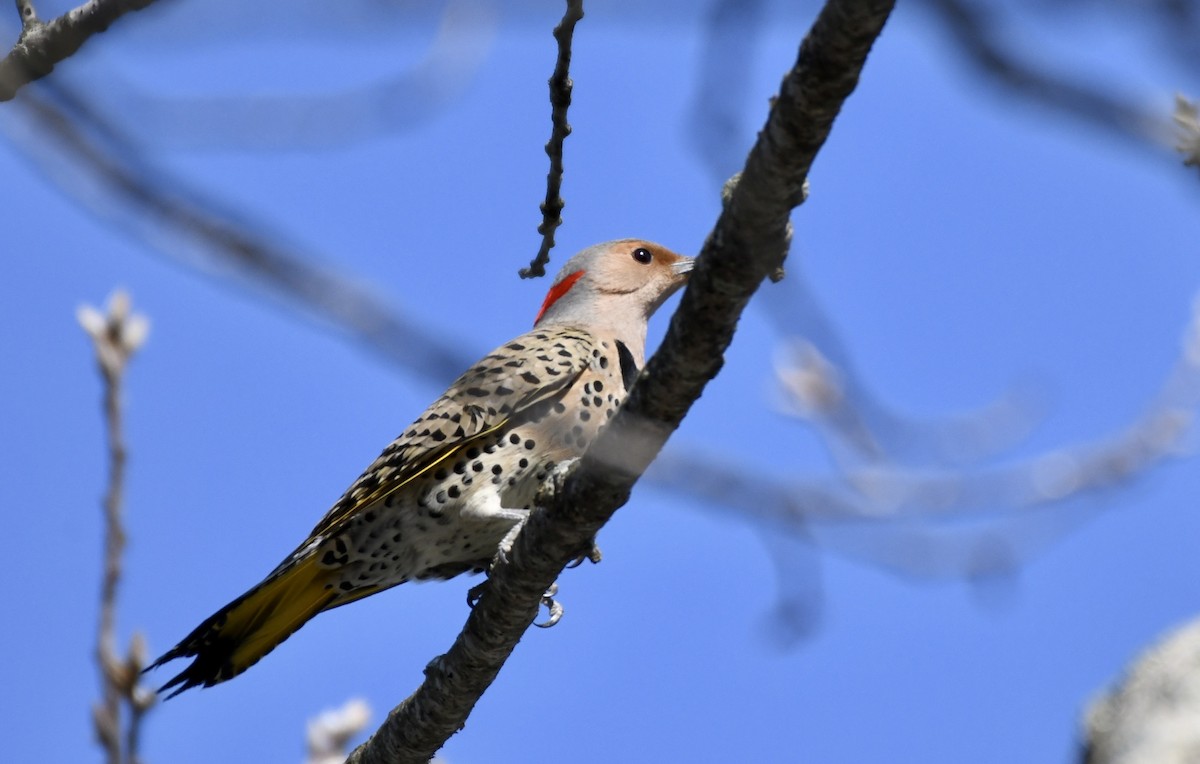 Northern Flicker - ML221827501