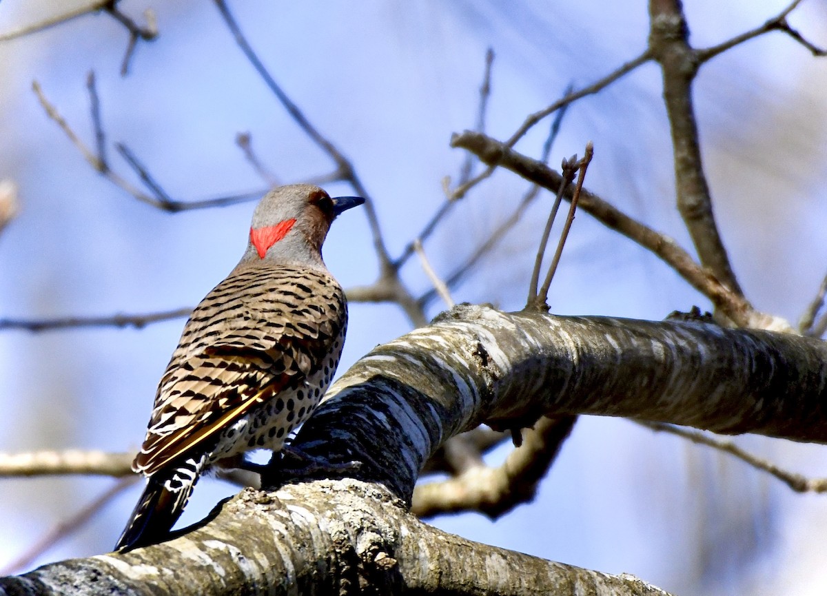 Northern Flicker - ML221827511